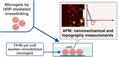 Graphical abstract: Soft micron-sized polypeptide microgels: preparation, crosslink density, topography and nanomechanics in swollen state