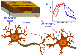 Graphical abstract: Emulating synaptic plasticity with a poly[N-(3-(9H-carbazol-9-yl)propyl)methacrylamide] memristor