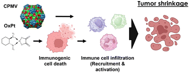 Graphical abstract: Combination of cowpea mosaic virus (CPMV) intratumoral therapy and oxaliplatin chemotherapy