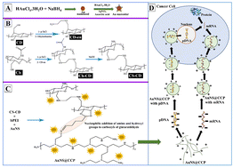 Graphical abstract: Synthesis, characterization, and application of a biocompatible gene delivery nanocarrier constructed from gold nanostars and a chitosan–cyclodextrin–poly(ethylene imine) graft polymer