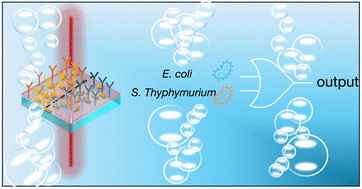 Graphical abstract: Logic-OR gate gold nanorod-based plasmonic biosensor for multipathogen detection and photothermal disinfection