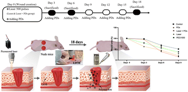 Graphical abstract: Bioactive hyperbranched polymer dot combined laser-induced optical breakdown for accelerating wound repair and regeneration in a nude mice model