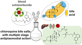 Graphical abstract: “Seasoning” antimalarial drugs' action: chloroquine bile salts as novel triple-stage antiplasmodial hits