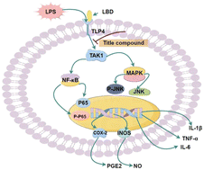 Graphical abstract: Identification of chalcone analogues as anti-inflammatory agents through the regulation of NF-κB and JNK activation