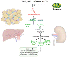 Graphical abstract: Rosavin improves insulin resistance and alleviates hepatic and kidney damage via modulating the cGAS-STING pathway and autophagy signaling in HFD/STZ-induced T2DM animals
