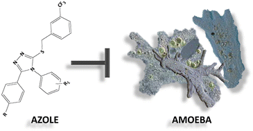 Graphical abstract: Azole-based compounds as potential anti-Acanthamoeba agents