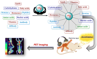 Graphical abstract: Synthetic 18F labeled biomolecules that are selective and promising for PET imaging: major advances and applications