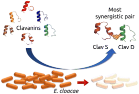 Graphical abstract: Synergy between the clavanins as a weapon against multidrug-resistant Enterobacter cloacae