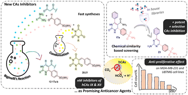 Graphical abstract: Benzenesulfonamide decorated dihydropyrimidin(thi)ones: carbonic anhydrase profiling and antiproliferative activity