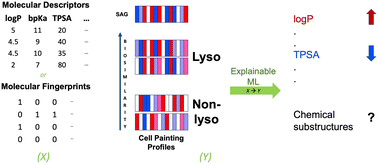 Graphical abstract: Identification of lysosomotropism using explainable machine learning and morphological profiling cell painting data