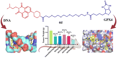 Graphical abstract: Design, docking optimization, and evaluation of biotin-PEG4-1,8-naphthalimide as a potent and safe antitumor agent with dual targeting of ferroptosis and DNA