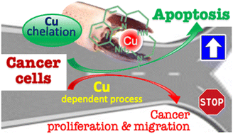 Graphical abstract: Copper selective 8-aminoquinoline based tetradentate chelators as anticancer agents