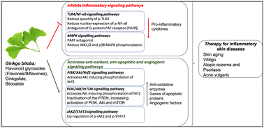 Graphical abstract: From traditional medicine to nanomedicine: potential of Ginkgo biloba extracts in treating inflammatory skin diseases