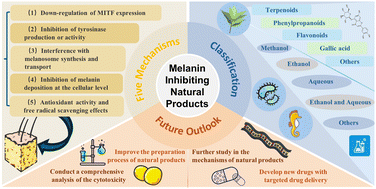 Graphical abstract: Molecular understanding of the therapeutic potential of melanin inhibiting natural products