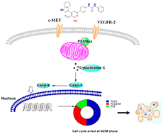 Graphical abstract: Discovery of new 1,3-diphenylurea appended aryl pyridine derivatives as apoptosis inducers through c-MET and VEGFR-2 inhibition: design, synthesis, in vivo and in silico studies