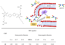 Graphical abstract: Hydantoin derivative dimers as broad-spectrum antimicrobial agents against ESKAPE pathogens with enhanced killing rate and stability