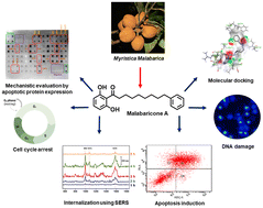 Graphical abstract: Exploring apoptotic induction of malabaricone A in triple-negative breast cancer cells: an acylphenol phyto-entity isolated from the fruit rind of Myristica malabarica Lam.
