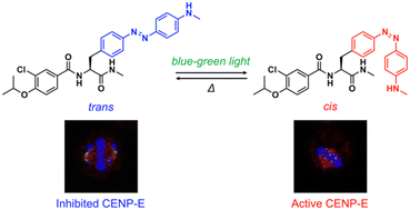 Graphical abstract: A photoswitchable CENP-E inhibitor with single blue-green light to control chromosome positioning in mitotic cells