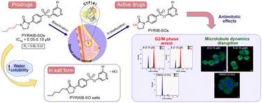 Graphical abstract: Pyridinyl 4-(2-oxoalkylimidazolidin-1-yl)benzenesulfonates and their hydrochloride salts as novel water soluble antimitotic prodrugs bioactivated by cytochrome P450 1A1 in breast cancer cells