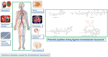 Graphical abstract: Natural peptides and their synthetic congeners acting against Acinetobacter baumannii through the membrane and cell wall: latest progress