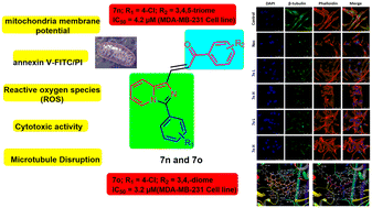 Graphical abstract: Exploration of the cytotoxic and microtubule disruption potential of novel imidazo[1,5-a]pyridine-based chalcones