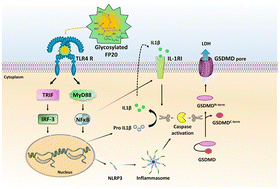 Graphical abstract: Towards more efficient synthetic immunomodulators: biological characterization and mechanism of action of monosaccharide-derived TLR4 agonists