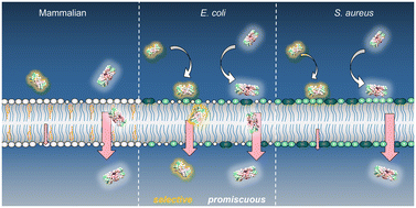 Graphical abstract: Membrane lipid composition directs the cellular selectivity of antimicrobial metallohelices