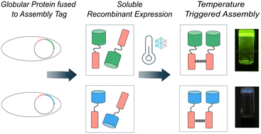 Graphical abstract: Supramolecular assembly of multifunctional protein gels via an N-glycosylation consensus sequence fusion domain