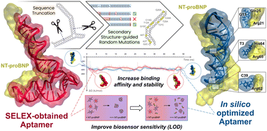 Graphical abstract: Improving DNA aptamers against a heart failure protein biomarker using structure-guided random mutation approaches for colourimetric biosensor development