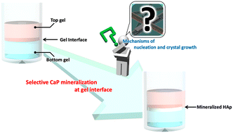 Graphical abstract: Selective mineralization at hydrogel interface induced by fusion between peptide hydrogels