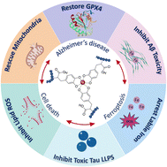 Graphical abstract: Polycatechols inhibit ferroptosis and modulate tau liquid–liquid phase separation to mitigate Alzheimer's disease