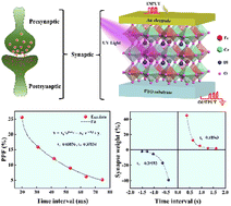 Graphical abstract: An adjustable multistage resistance switching behavior of a photoelectric artificial synaptic device with a ferroelectric diode effect for neuromorphic computing