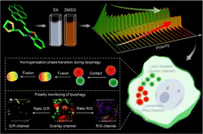 Graphical abstract: Dual-targeted fluorescent probe for tracking polarity and phase transition processes during lipophagy