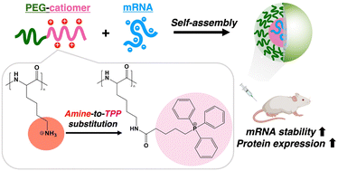 Graphical abstract: Triphenylphosphonium-modified catiomers enhance in vivo mRNA delivery through stabilized polyion complexation