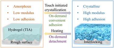 Graphical abstract: Touch initiated on-demand adhesion on rough surfaces