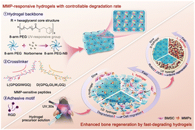 Graphical abstract: Injectable hydrogels for bone regeneration with tunable degradability via peptide chirality modification