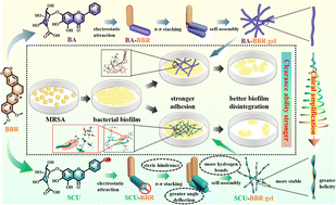 Graphical abstract: Chiral helix amplification and enhanced bioadhesion of two-component low molecular weight hydrogels regulated by OH to eradicate MRSA biofilms