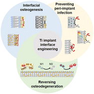 Graphical abstract: Synthetic nanointerfacial bioengineering of Ti implants: on-demand regulation of implant–bone interactions for enhancing osseointegration