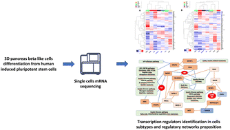 Graphical abstract: Investigation of the motif activity of transcription regulators in pancreatic β-like cell subpopulations differentiated from human induced pluripotent stem cells