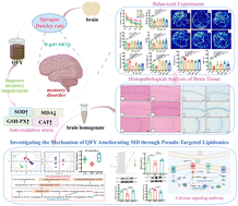 Graphical abstract: Investigating the mechanism of Qifu Yin in ameliorating memory disorders through pseudo-targeted lipidomics