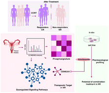 Graphical abstract: Phosphoproteomics guides low dose drug combination of cisplatin and silmitasertib against concurrent chemoradiation resistant cervical cancer