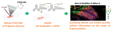 Graphical abstract: Integrating N-glycan and CODEX imaging reveal cell-specific protein glycosylation in healthy human lung