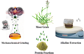 Graphical abstract: Mechanochemical extraction of edible proteins from moor grass