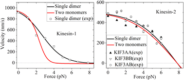 Graphical abstract: Mechanochemical coupling of two coupled kinesin monomers: comparison with that of the single dimer