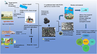 Graphical abstract: Synergistic impact of nanoplastics and nanopesticides on Artemia salina and toxicity analysis