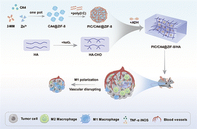 Graphical abstract: Enhancing anti-angiogenic immunotherapy for melanoma through injectable metal–organic framework hydrogel co-delivery of combretastatin A4 and poly(I:C)
