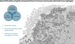 Graphical abstract: The impact of macrophage phenotype and heterogeneity on the total internalized gold nanoparticle counts