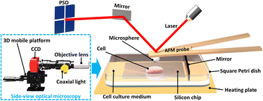 Graphical abstract: Side-view optical microscopy-assisted atomic force microscopy for thickness-dependent nanobiomechanics
