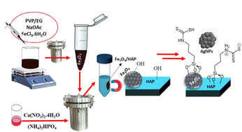 Graphical abstract: Bactericidal behavior of silver nanoparticle decorated nano-sized magnetic hydroxyapatite