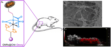 Graphical abstract: Contrast enhanced photoacoustic detection of fibrillar collagen in the near infrared region-I